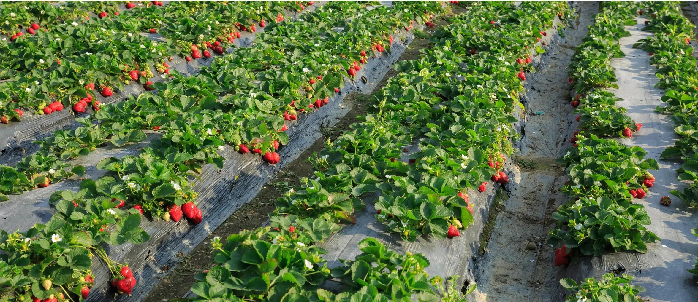 Contractual Farming, Win-Win Philosophy